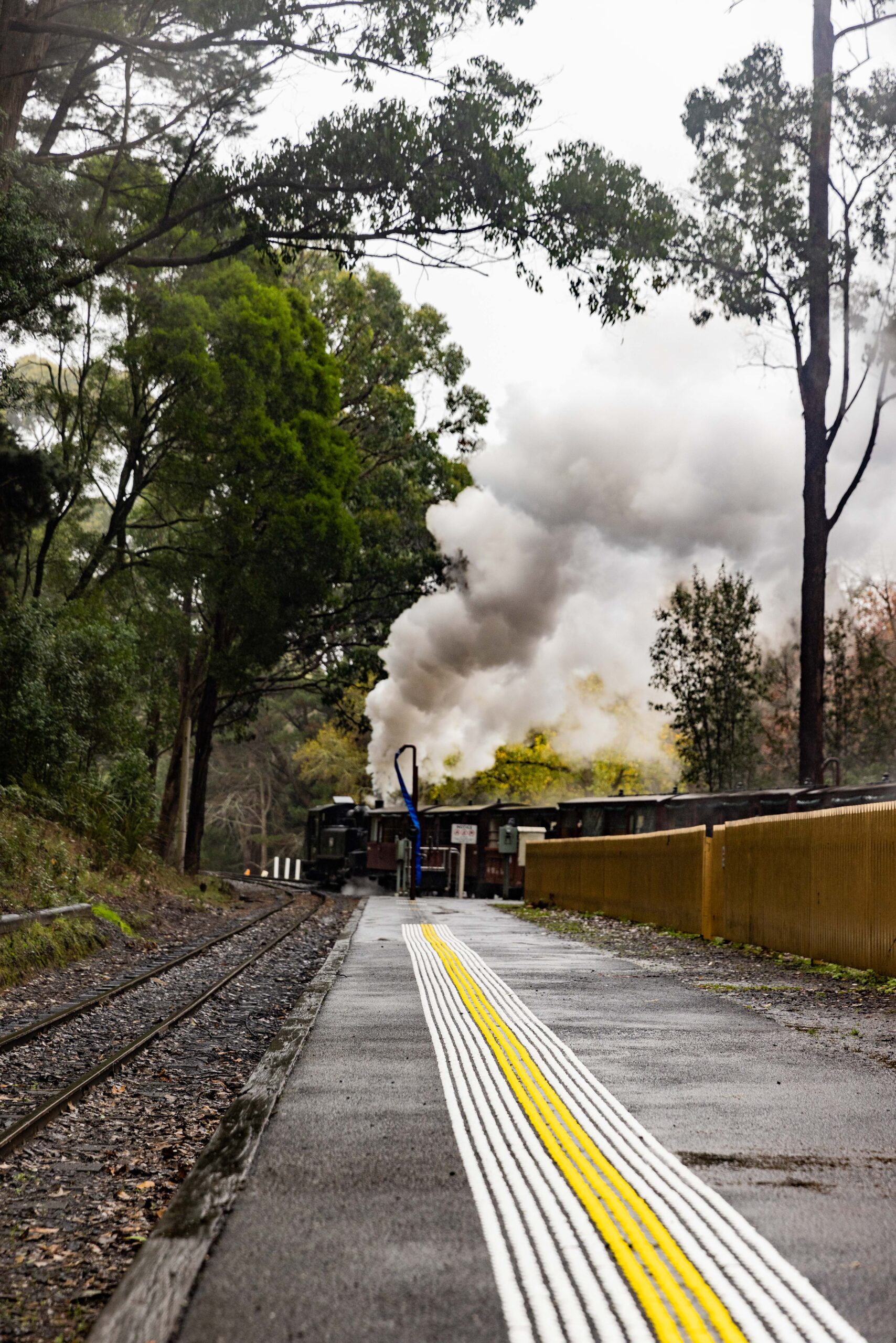 A steam train emits thick, white smoke as it moves down tree-lined tracks. A wet platform with a yellow pathfinder tactiles lead to the train.